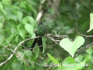 Cuban Emerald - ML201303311