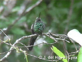 Cuban Emerald - ML201303321