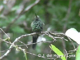 Cuban Emerald - ML201303331