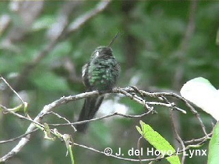 Cuban Emerald - ML201303341