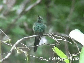 kolibřík kubánský - ML201303351