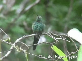 Cuban Emerald - ML201303351