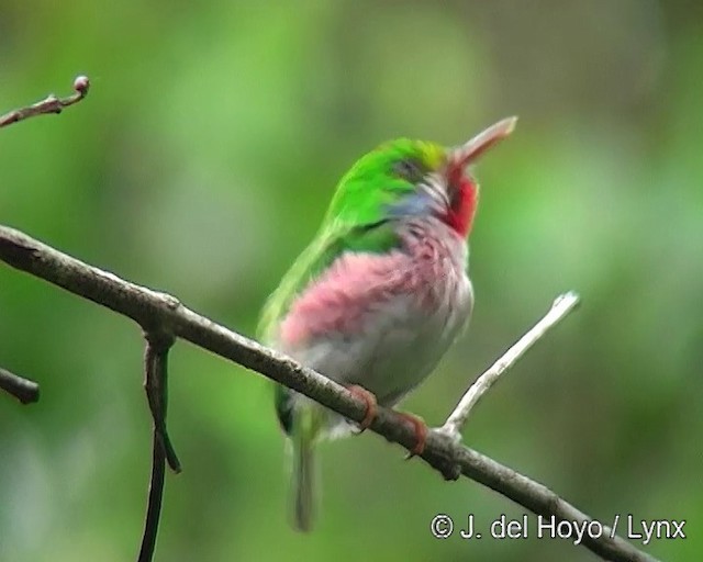 Cuban Tody - ML201303381