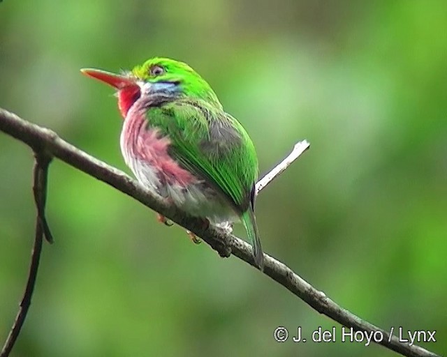 Cuban Tody - ML201303391