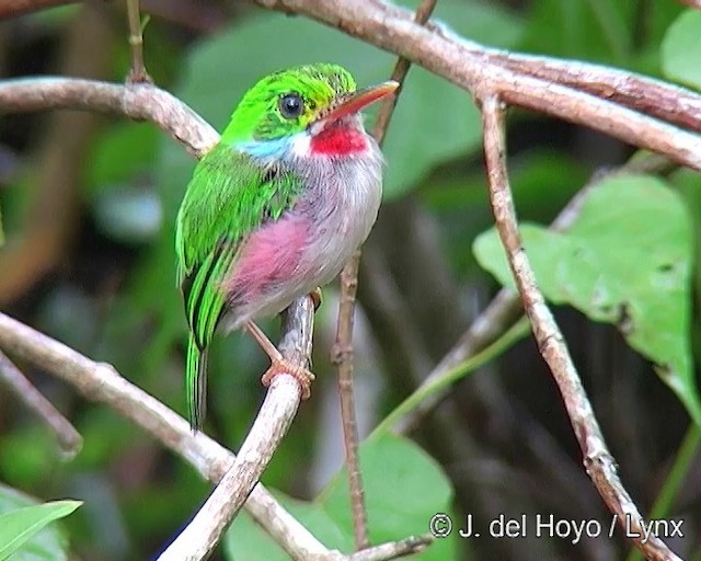 Cuban Tody - ML201303411