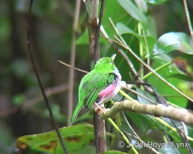 Cuban Tody - ML201303421