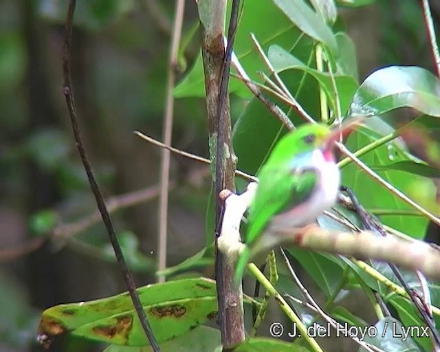 Cuban Tody - ML201303431