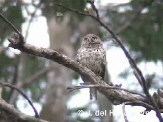 Cuban Pygmy-Owl - ML201303441