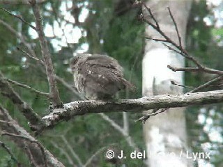 Cuban Pygmy-Owl - ML201303451
