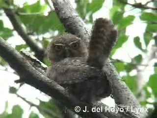 Cuban Pygmy-Owl - ML201303471