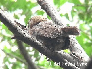 Cuban Pygmy-Owl - ML201303481