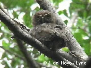 Cuban Pygmy-Owl - ML201303491