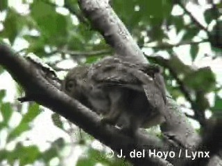Cuban Pygmy-Owl - ML201303501