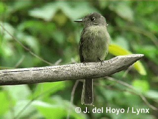 Cuban Pewee - ML201303521