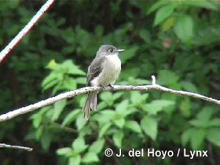 Cuban Pewee - ML201303531