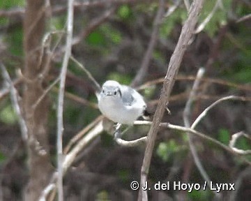 Cuban Gnatcatcher - ML201303651