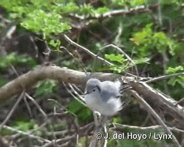 Cuban Gnatcatcher - ML201303661