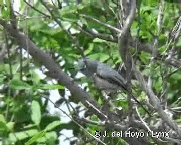 Cuban Gnatcatcher - ML201303671