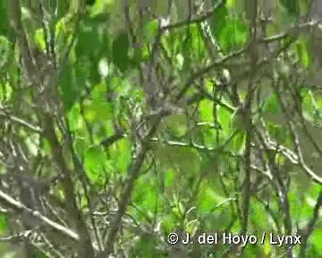 Cuban Gnatcatcher - ML201303681