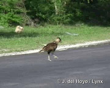 Crested Caracara (Northern) - ML201303701