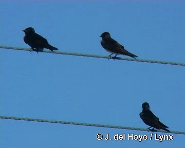 Hirondelle de Cuba - ML201303721