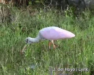 Roseate Spoonbill - ML201303791
