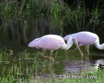 Roseate Spoonbill - ML201303801
