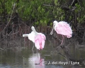 Roseate Spoonbill - ML201303811