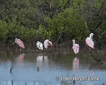 Roseate Spoonbill - ML201303821