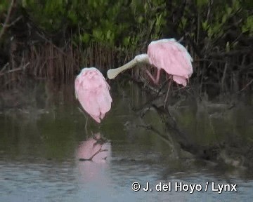 Roseate Spoonbill - ML201303831