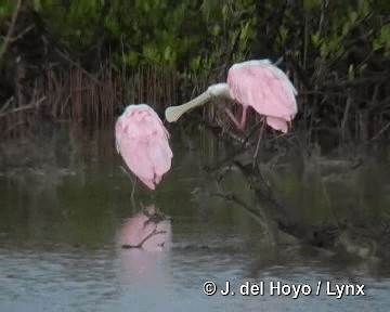 Espátula Rosada - ML201303831