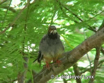 Western Red-legged Thrush (Rusty-bellied) - ML201303911