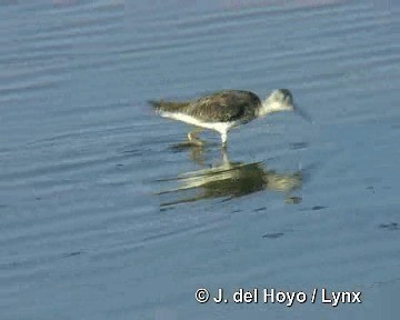 Greater Yellowlegs - ML201303921