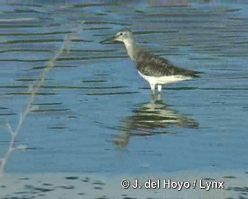 Greater Yellowlegs - ML201303931