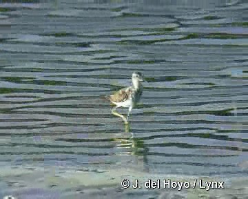 Greater Yellowlegs - ML201303941