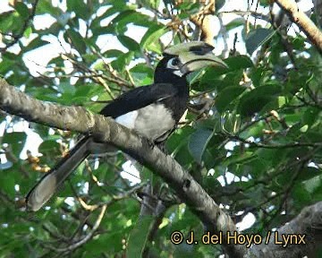 Oriental Pied-Hornbill - ML201303951