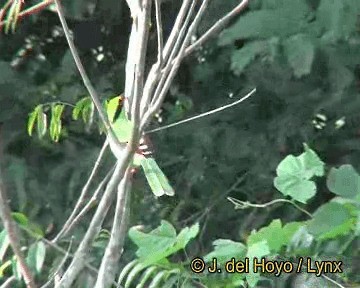 Urraca Verde (grupo chinensis) - ML201303961