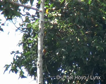 Greater Flameback - ML201303971