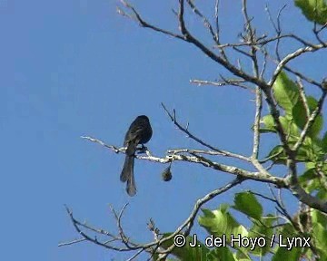 Racket-tailed Treepie - ML201304021