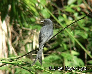 Drongo cendré (groupe leucophaeus) - ML201304041