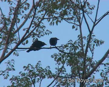 Common Hill Myna (Common) - ML201304091