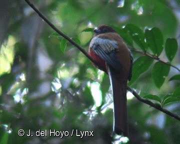 trogon rudohlavý - ML201304101