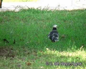 Black-collared Starling - ML201304111