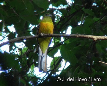 trogon oranžovoprsý [skupina dulitensis] - ML201304121