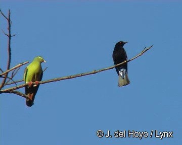 Asian Fairy-bluebird - ML201304131