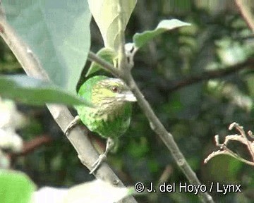ミミアオゴシキドリ - eBird