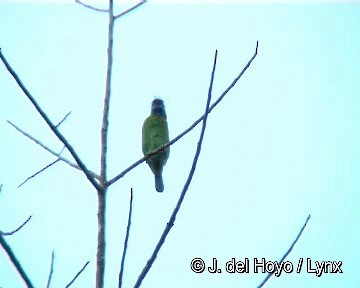 Mavi Kulaklı Barbet - ML201304151