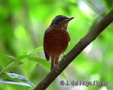 White-throated Rock-Thrush - ML201304181