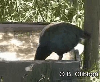 South Island Takahe - ML201304201