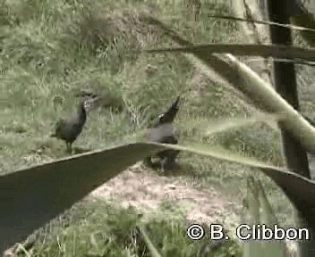 South Island Takahe - ML201304221